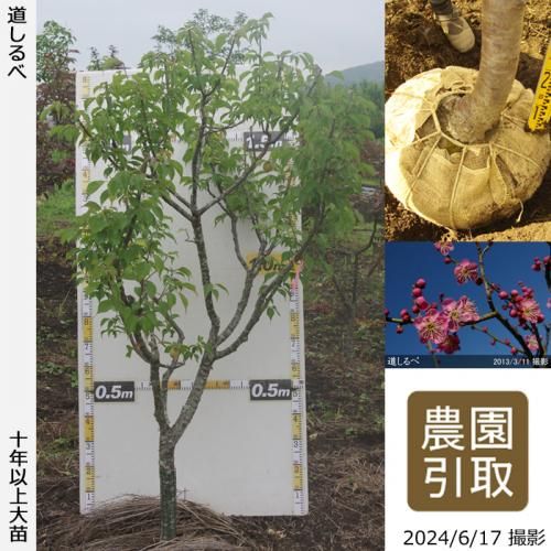 󤷺Ѣġ() ƻ[Ϸ 2014ǯ:3L]Τ