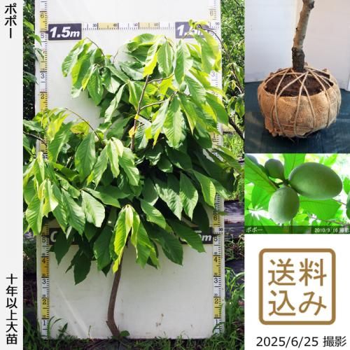 <img class='new_mark_img1' src='https://img.shop-pro.jp/img/new/icons14.gif' style='border:none;display:inline;margin:0px;padding:0px;width:auto;' />2025ǯͽʡġݥݡ[Ϸ 2015ǯ:M]ռӡ