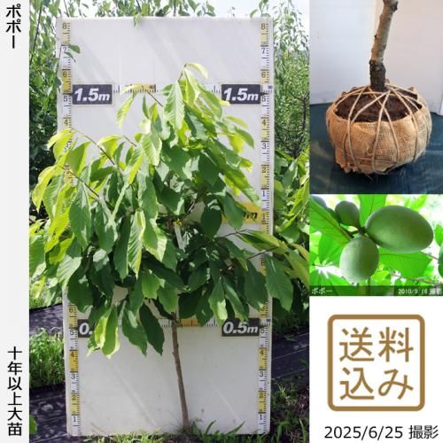 <img class='new_mark_img1' src='https://img.shop-pro.jp/img/new/icons14.gif' style='border:none;display:inline;margin:0px;padding:0px;width:auto;' />2025ǯͽʡġݥݡ[Ϸ 2015ǯ:M]