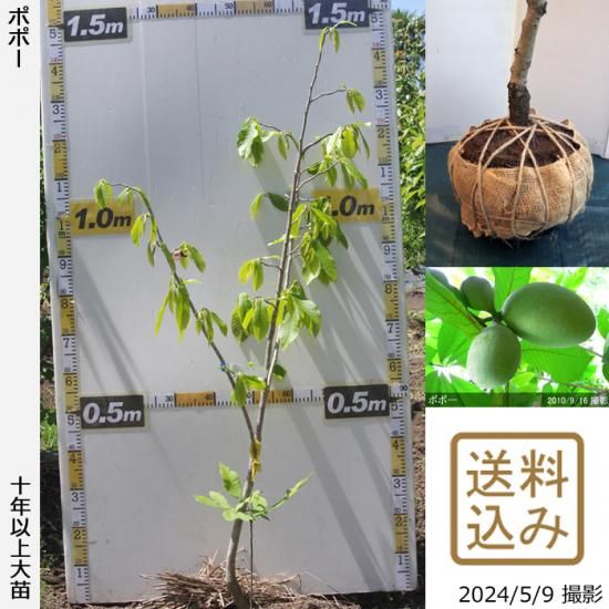 ポポーの地掘大苗 果樹苗 大苗 苗木販売の隅田農園 京都丹波