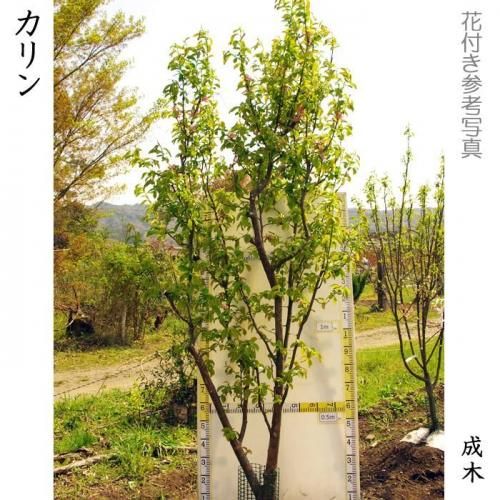 【2025年度予約商品】大苗◇