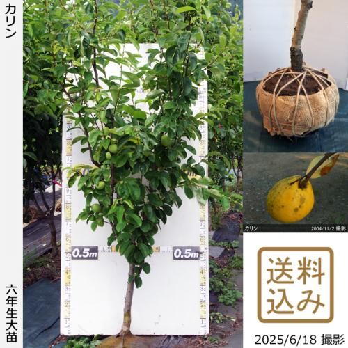 <img class='new_mark_img1' src='https://img.shop-pro.jp/img/new/icons14.gif' style='border:none;display:inline;margin:0px;padding:0px;width:auto;' />2025ǯͽʡġ()[Ϸ 2020ǯ:3L]ռӡ緿