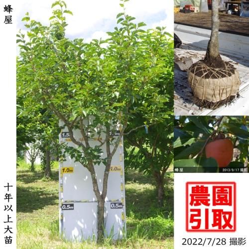 【予約商品】大苗◇カキ(渋柿)