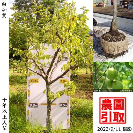 【予約商品】大苗◇ウメ(実梅)