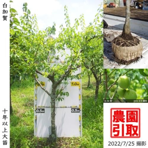【予約商品】大苗◇ウメ(実梅)