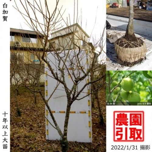 【予約商品】大苗◇ウメ(実梅)