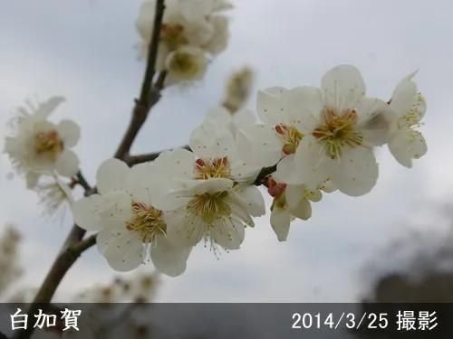 【予約商品】大苗◇ウメ(実梅)