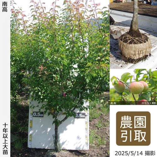 <img class='new_mark_img1' src='https://img.shop-pro.jp/img/new/icons14.gif' style='border:none;display:inline;margin:0px;padding:0px;width:auto;' />ͽʡġ()(ʤ󤳤)[Ϸ2016ǯ:3L]ռӡΤ