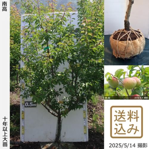 <img class='new_mark_img1' src='https://img.shop-pro.jp/img/new/icons14.gif' style='border:none;display:inline;margin:0px;padding:0px;width:auto;' />ͽʡġ()(ʤ󤳤)[Ϸ2016ǯ:LL]ռӡ緿