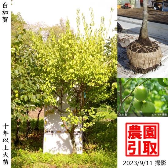 【順次引渡中】大苗◇ウメ(実梅