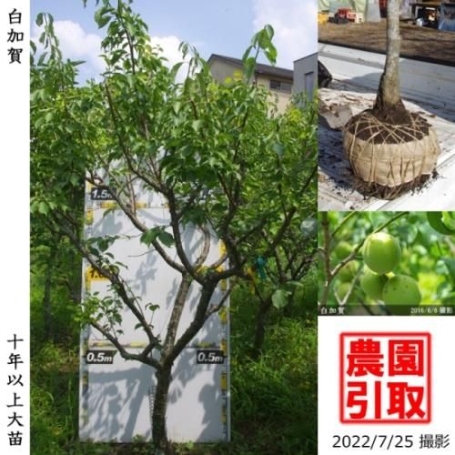 【順次引渡中】大苗◇ウメ(実梅
