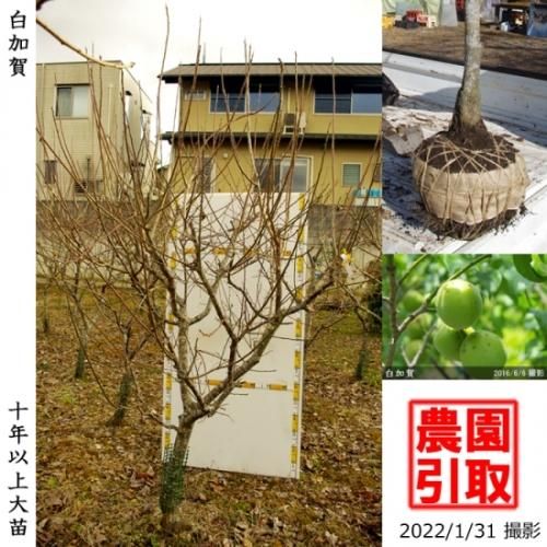 【順次引渡中】大苗◇ウメ(実梅
