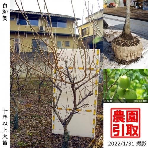 【順次引渡中】大苗◇ウメ(実梅