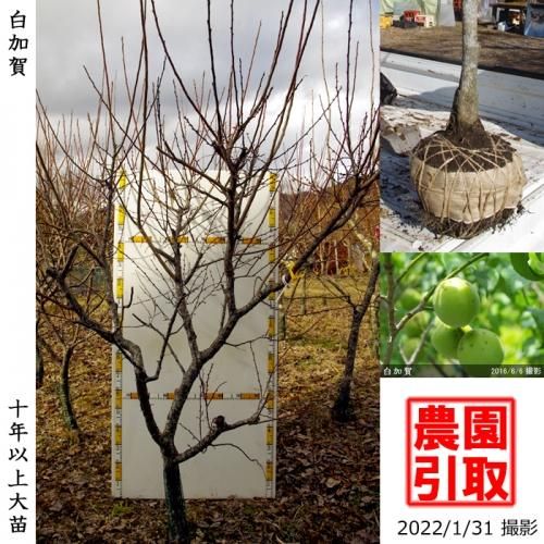 【順次引渡中】大苗◇ウメ(実梅