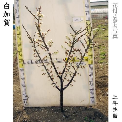 【順次引渡中】大苗◇ウメ(実梅
