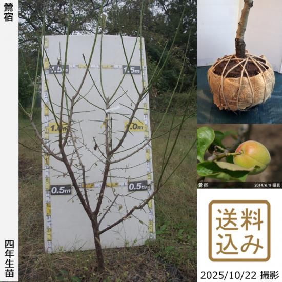 【2025年度予約商品】大苗◇