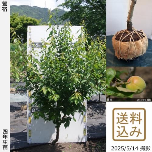 【2025年度予約商品】大苗◇