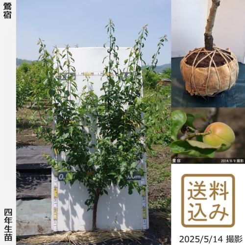 【2025年度予約商品】大苗◇