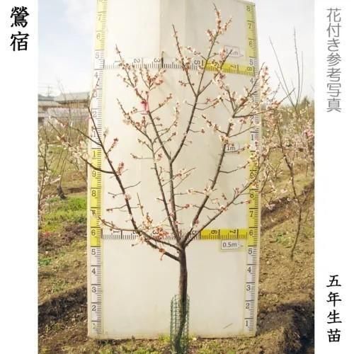 【2025年度予約商品】大苗◇