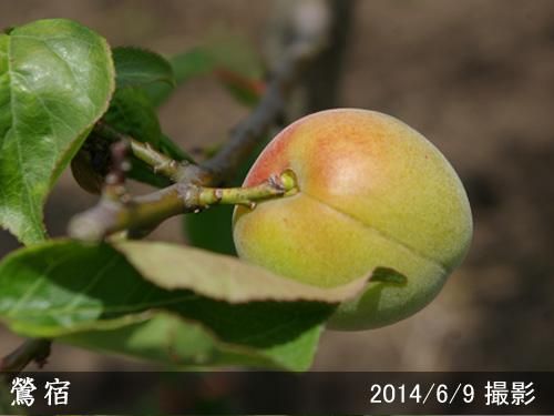 【2025年度予約商品】大苗◇