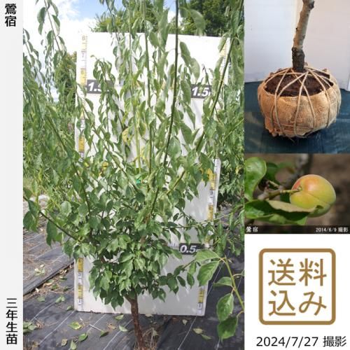 ġ()(ʤ󤳤)[Ϸ2016ǯ:L]ռӡ緿