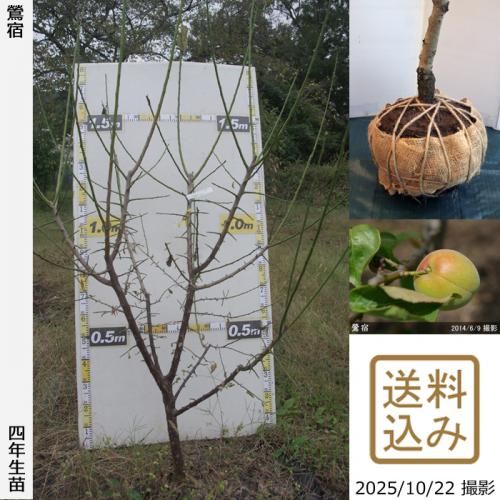 2025ǯͽʡġ()(夯)[Ϸ 2022ǯ:LL]ռӡ緿