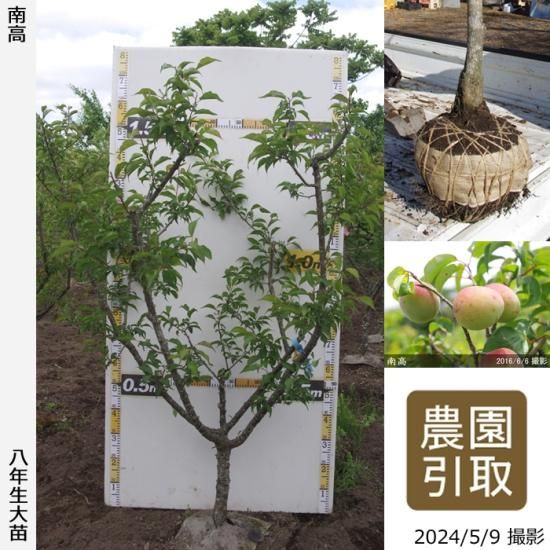 【順次引渡中】大苗◇ウメ(実梅