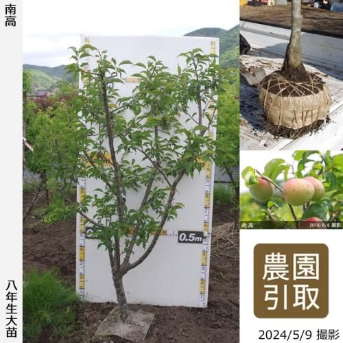 【順次引渡中】大苗◇ウメ(実梅
