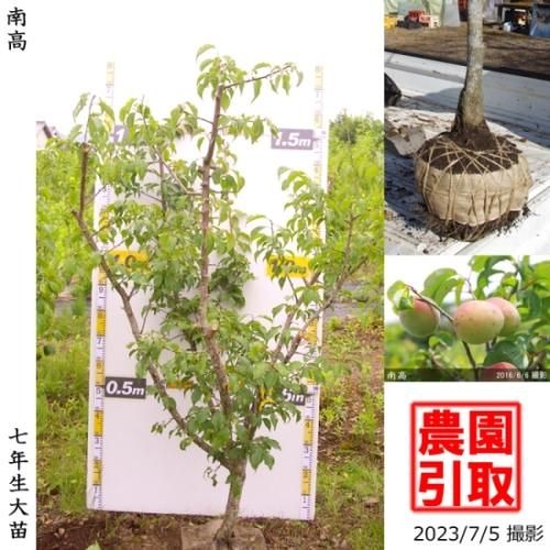 【順次引渡中】大苗◇ウメ(実梅