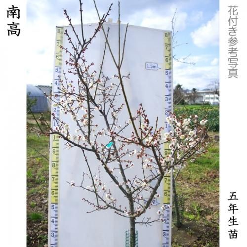 【順次引渡中】大苗◇ウメ(実梅