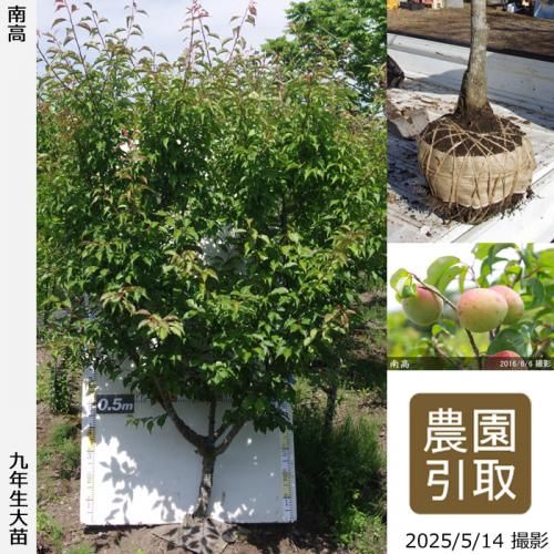 <img class='new_mark_img1' src='https://img.shop-pro.jp/img/new/icons14.gif' style='border:none;display:inline;margin:0px;padding:0px;width:auto;' />2025ǯͽʡġ()(ʤ󤳤)[Ϸ2017ǯ:4L]ռӡΤ
