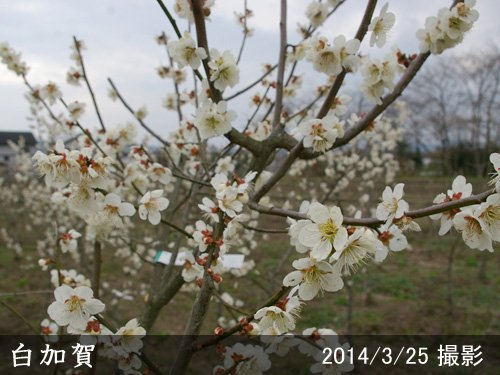 ウメ(実梅)白加賀(しらかが)地掘大苗 - 果樹苗・大苗・苗木販売の隅田農園@京都亀岡