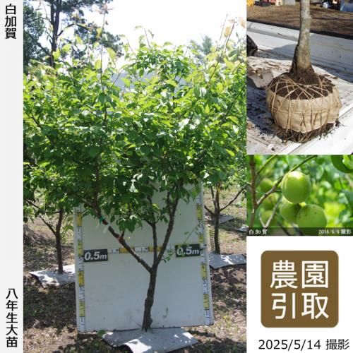 <img class='new_mark_img1' src='https://img.shop-pro.jp/img/new/icons14.gif' style='border:none;display:inline;margin:0px;padding:0px;width:auto;' />2025ǯͽʡġ() ò(餫)[Ϸ 2018ǯ:LL]ռӡΤ