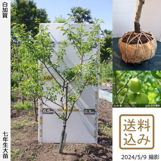 【順次出荷中】大苗◇ウメ(実梅