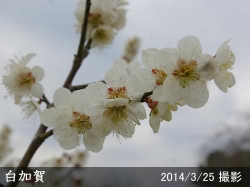 【順次出荷中】大苗◇ウメ(実梅