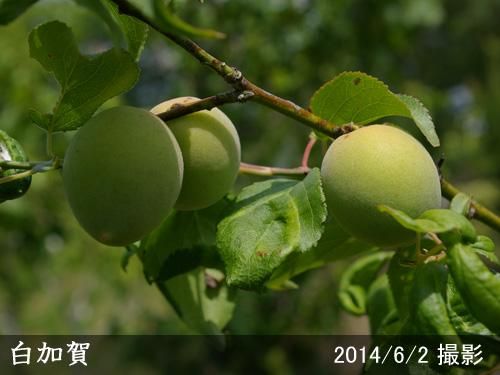 【順次出荷中】大苗◇ウメ(実梅