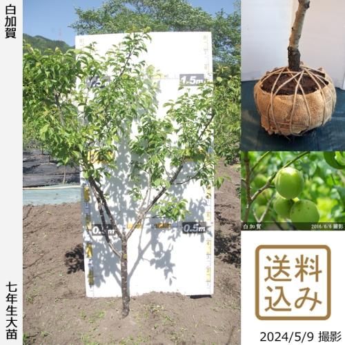 ġ() ò(餫)[Ϸ 2018ǯ:M]ռӡ