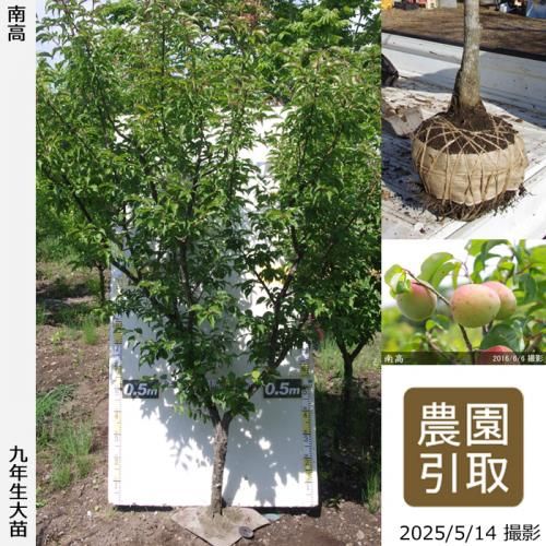 南高]梅(ウメ,うめ)の地堀大苗 - 果樹苗・大苗・苗木販売の隅田