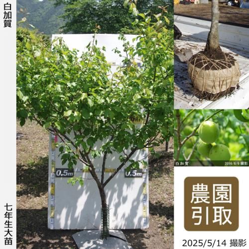 <img class='new_mark_img1' src='https://img.shop-pro.jp/img/new/icons14.gif' style='border:none;display:inline;margin:0px;padding:0px;width:auto;' />2025ǯͽʡġ() ò(餫)[Ϸ 2019ǯ:3L]ռӡΤ