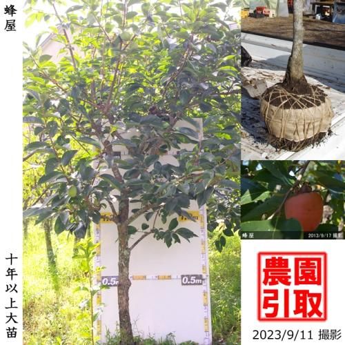 【予約商品】大苗◇カキ(渋柿)