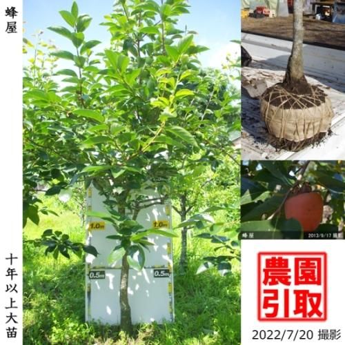 【予約商品】大苗◇カキ(渋柿)