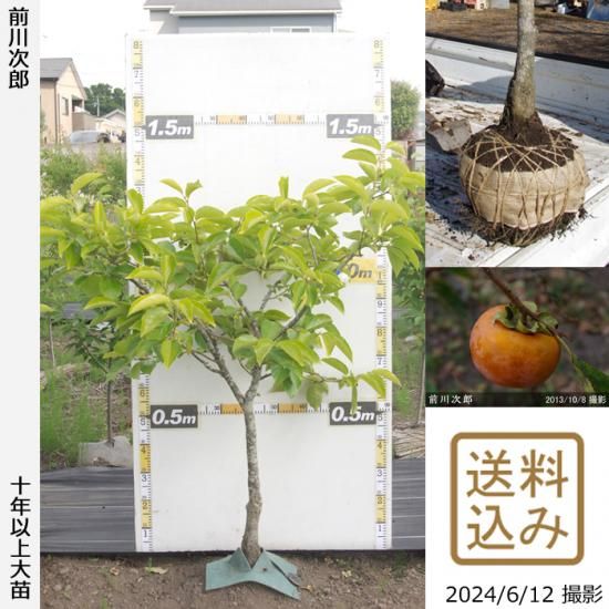 【順次出荷中】大苗◇カキ(甘柿
