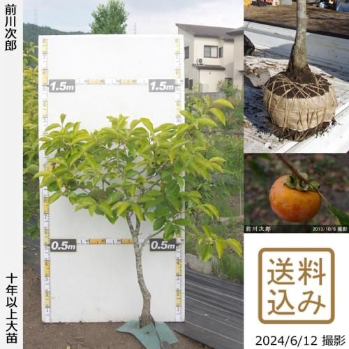【順次出荷中】大苗◇カキ(甘柿