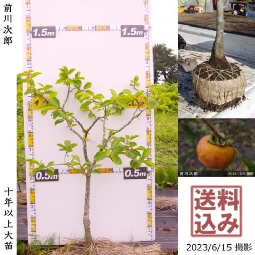【順次出荷中】大苗◇カキ(甘柿
