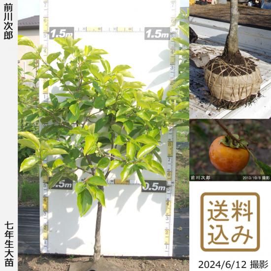 【順次出荷中】大苗◇カキ(甘柿