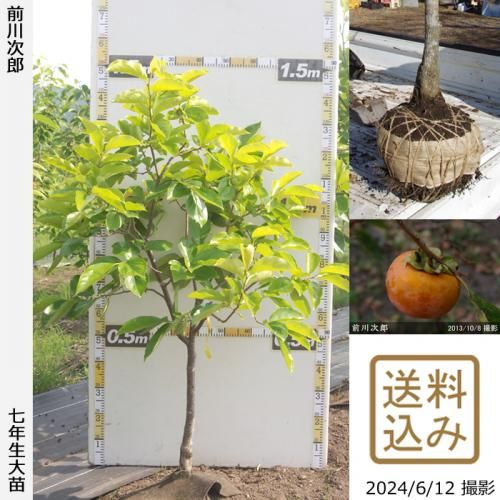 【順次出荷中】大苗◇カキ(甘柿