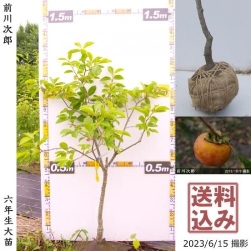 【順次出荷中】大苗◇カキ(甘柿
