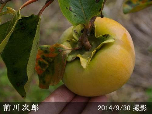 【順次出荷中】大苗◇カキ(甘柿