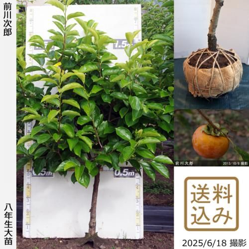 甘柿 前川次郎]柿(カキ,かき)の地堀大苗 - 果樹苗・大苗・苗木販売の