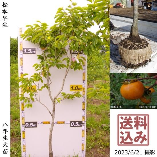 【順次出荷中】大苗◇カキ(甘柿